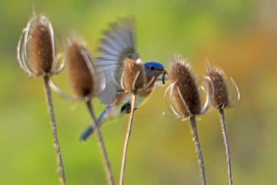 Bluebird-Wings-shadows