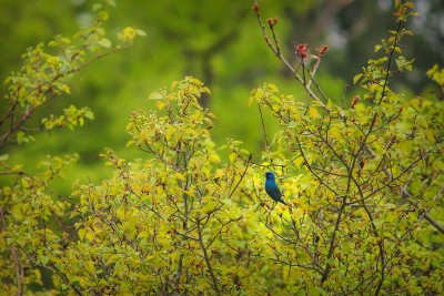 Indigo-Bunting-levels