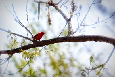 Scarlet-Tanager-2 copy